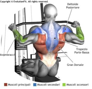 lat-machine-avanti-muscoli-coinvolti