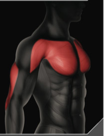 chest-press-muscoli-coinvolti