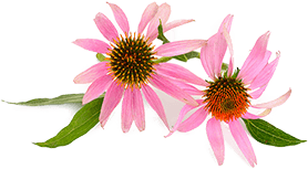 echinacea-fiore